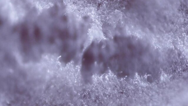 white mold on the surface of a cured sausage (fungus of the genus Penicillium) - light microscope x200 magnification