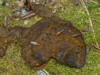 P5120287 orange flies (Dryomyza anilis) on dung, cECP 2024