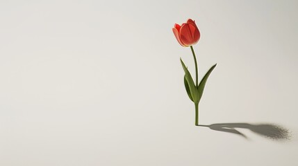 Obraz premium Single red tulip, single red tulip.