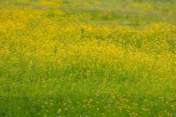 Selective focus of small tiny yellow flowers, Wild buttercup with green grass meadow, Ranunculus bulbosus is a perennial flowering plant in the buttercup family Ranunculaceae, Nature floral background