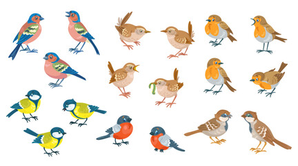 Collection of little birds in different poses. Bullfinch, titmouse, finch, robin, wren and sparrow. Isolated on white background. Vector flat illustration.