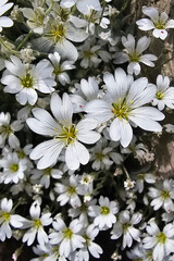 Fototapeta premium a bunch of white flowers that are outside