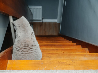 A cat is sitting on a wooden staircase. The cat is looking down the stairs. Waiting for the owner...