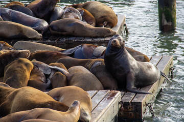 Sea lions sleeping on the docks at the pier.