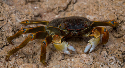 Grapsus albolineatus is a species of decapod crustacean in the family Grapsidae. Crab, on a reef rock. Fauna of the Sinai Peninsula.