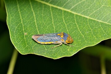 Broad-Headed Sharpshooter Oncometopia orbona on leaf nature Springtime pest control.