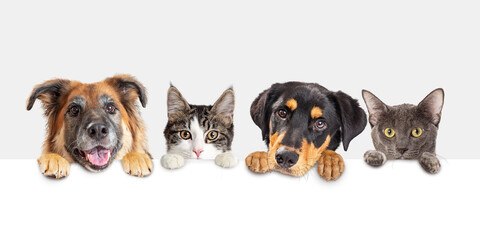 Row of heads of dogs and cats with paws up hanging over a blank white sign sized for website banner or social media header - Powered by Adobe