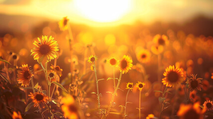 Many wild yellow flowers on a sunset field. Wildflowers growing outdoors sway at sunset. Concept of nature, flowers. - Powered by Adobe