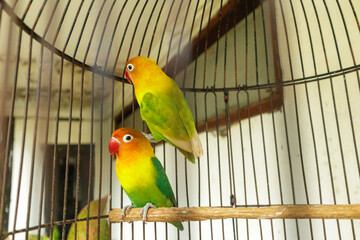yellow and green parrot