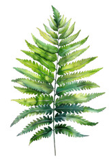 Fern Leaf, Watercolor tropical Border, watercolor illustration,