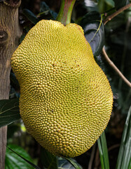 Jackfruit growing on a Jackfruit Tree.