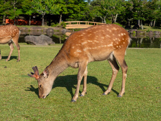 芝を食べる奈良公園の鹿