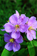 Obraz premium Melastoma affine flower. Blooming Purple Flowers in the morning.