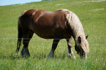 Obraz premium Brown horse eating grass on a pasture