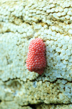 golden snail eggs stuck to styrofoam