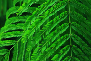 Kaliandra Merah, Calliandra calothyrsus with green calliandra leaves in the morning and the leaves...