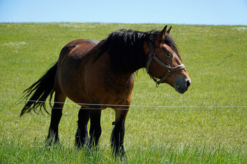 Brown horse standing on a pasture