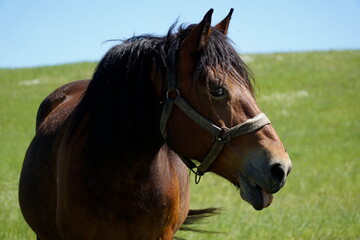 Obraz premium Horse - close-up on head, grass in background