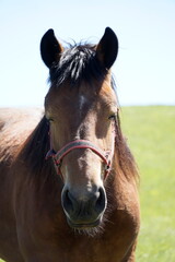 Obraz premium Horse - close-up on head - vertical photograph