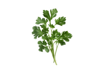 Fresh parsley isolated on transparent background