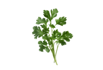 Fresh parsley isolated on transparent background