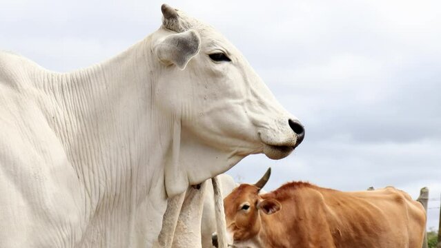 super close in nelore ox in the corral
