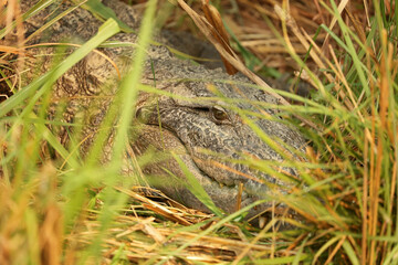 Mugger crocodile near East Rapti River in Chitwan National Park, Nepal