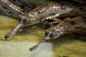 Young gharial crocodile in Chitwan National Park, Nepal