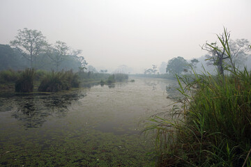 Landscape of early morning in Chitwan National Park, Nepal
