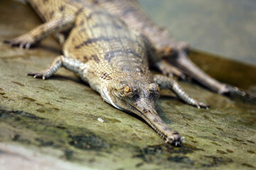 Gharial crocodile in Chitwan National Park, Nepal