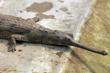 Gharial crocodile in Chitwan National Park, Nepal