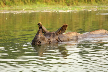 Fototapeta premium Indian rhinoceros swimming in the river, Chitwan National Park, Nepal