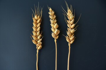 Three wheat spikelets