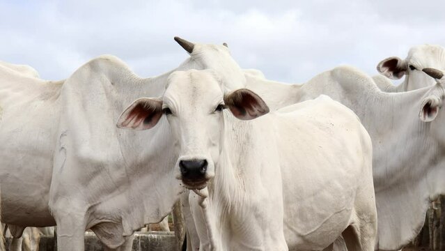 super close in nelore ox in the corral
