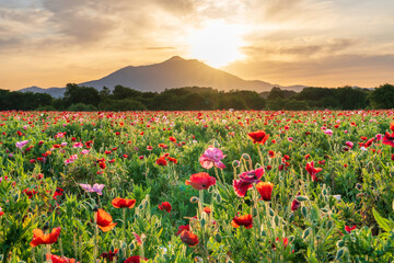 小貝川ふれあい公園から満開のポピー畑と筑波山に昇る朝日