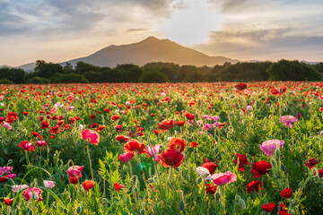 小貝川ふれあい公園から満開のポピー畑と筑波山に昇る朝日