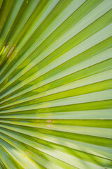 Obraz premium Textura de hoja de palmera