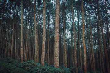 forest in the morning