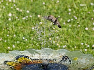 Female Anna's hummingbird playing and drinking in the water fountain in birdbath
