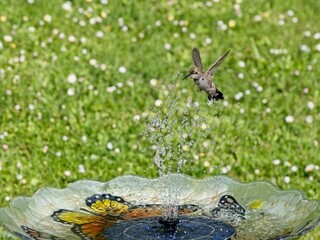 Female Anna's hummingbird playing and drinking in the water fountain in birdbath