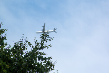 A tree with an airplane flying in the distance.