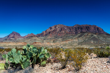 The Chisos mountains and cactus in Big Bend national park