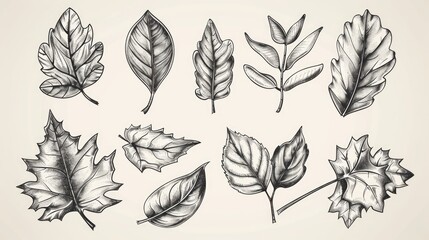 Hand drawn sketch of traditional leaf icons