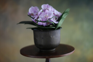 Orchidea in vaso