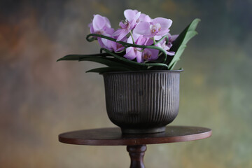 Orchidea in vaso