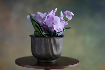 Orchidea in vaso