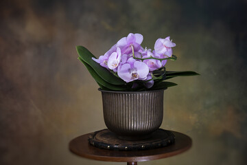 Orchidea in vaso