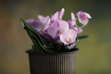 Orchidea in vaso