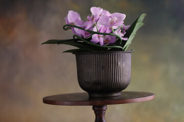 Orchidea in vaso