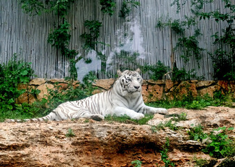 White Bengal tiger (lat.- panthera tigris bengalensis)